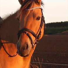 Anden særlig race Lady<3