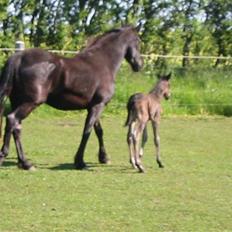 Frieser Tjitske ( Trisse)