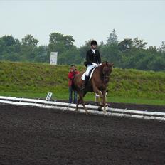 Dansk Varmblod Najaden