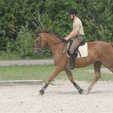 Dansk Varmblod Najaden