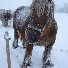Jyde Dawn Af Aggersgård RIP