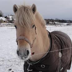 Fjordhest Ellemose's Kahlúa