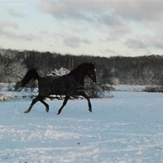 Arabisk fuldblod (OX) CA Psytan tidl. Hest 