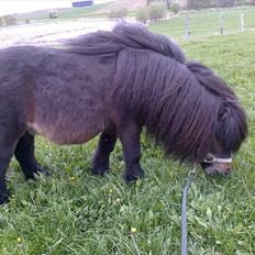 Falabella Don Ø Aksel