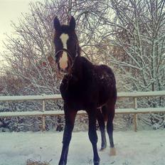 Dansk Varmblod Gredstedgaards Cornecht