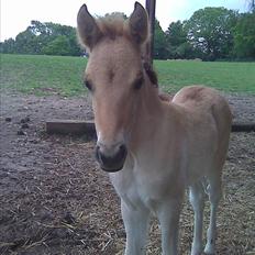 Anden særlig race Bambi