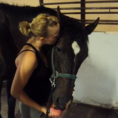 Dansk Varmblod Fan Ace  DH hoppe *halvpart*