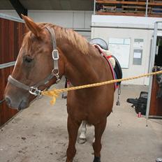 Dansk Varmblod Zarisma R.I.P