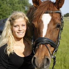 Dansk Varmblod Symphoni Sem.