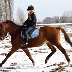 Dansk Varmblod Symphoni Sem.
