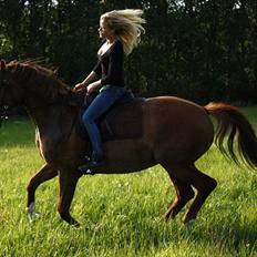 Dansk Varmblod Symphoni Sem.