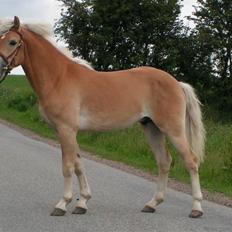 Haflinger Nickleback (Notting Hill)