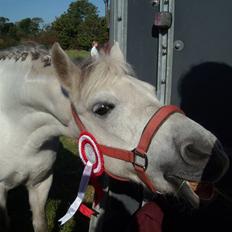 Anden særlig race Perle :*<3 DP:* R.I.P  :(