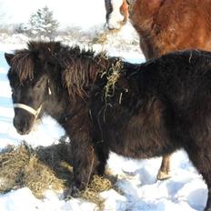 Dansk Miniature Schack´s Dark Lady