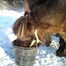 Falabella Don Ø Aksel