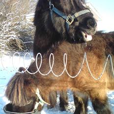 Falabella Don Ø Aksel