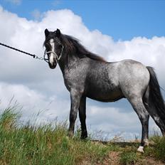 Welsh Mountain (sec A) Lærkegårdens Bad Boy .. Solgt ..