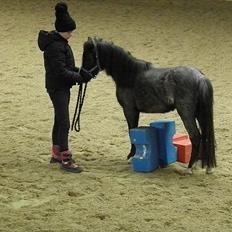 Welsh Mountain (sec A) Lærkegårdens Bad Boy .. Solgt ..