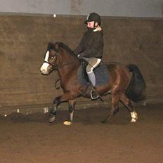 Welsh Mountain (sec A) Aladin | Gl. part |