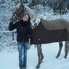 Knabstrupper Ejstrups Catador