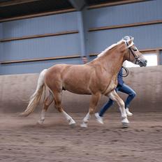 Haflinger Windsturm 