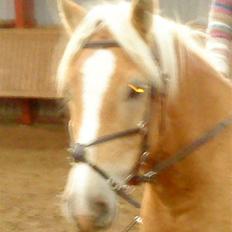 Haflinger Stabejs Dybdal<33