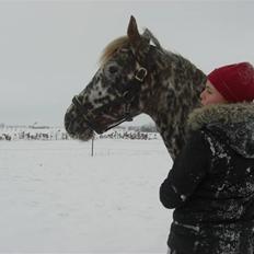 Knabstrupper Søholmgaards Cassiopeia