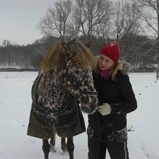 Knabstrupper Søholmgaards Cassiopeia