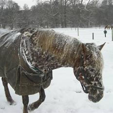 Knabstrupper Søholmgaards Cassiopeia