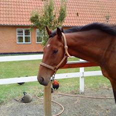 Anden særlig race HHE's Vanity