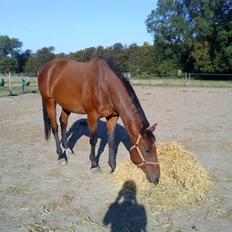 Anden særlig race HHE's Vanity