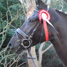 New Forest Sânbuorster Femke*solgt*