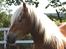 Haflinger Windsturm 