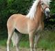 Haflinger Nickleback (Notting Hill)