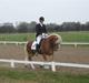 Haflinger Windsturm
