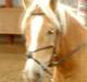 Haflinger Stabejs Dybdal<33
