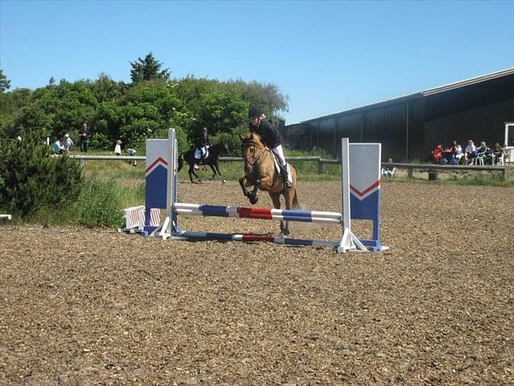 Anden særlig race Sunshine R.I.P (cushing) - opvarming til ld/lc spring.  billede 5