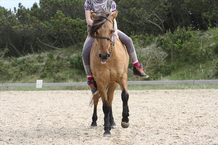 Anden særlig race Sunshine R.I.P (cushing) - spanske skridt + rækker tunge. Taget af:thea billede 6