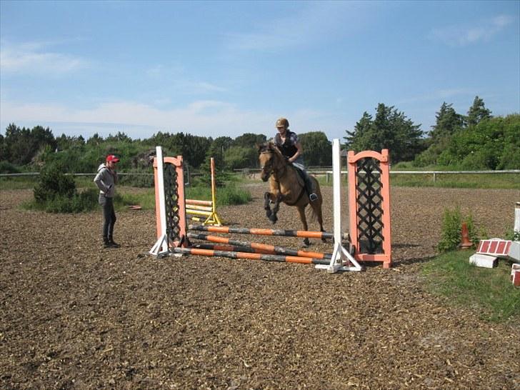 Anden særlig race Sunshine R.I.P (cushing) - Sunshine og mette spring ved allan 2010 efter genoptræning.. billede 8