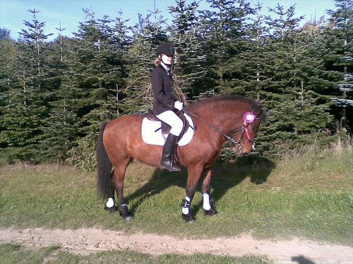 Islænder soya billede 16