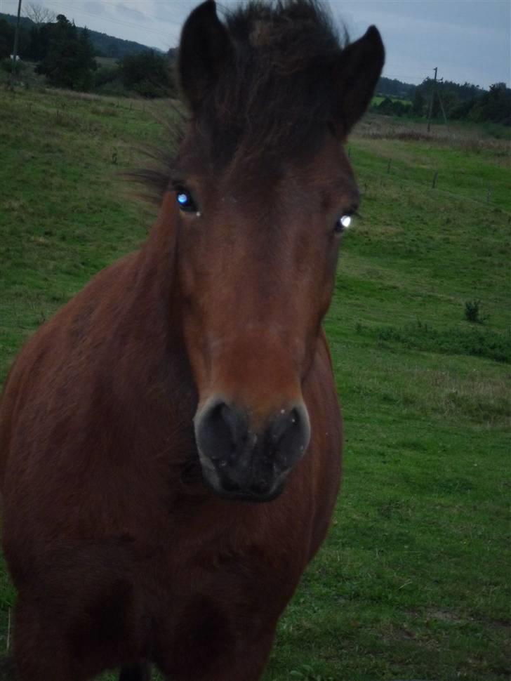 Islænder soya billede 17