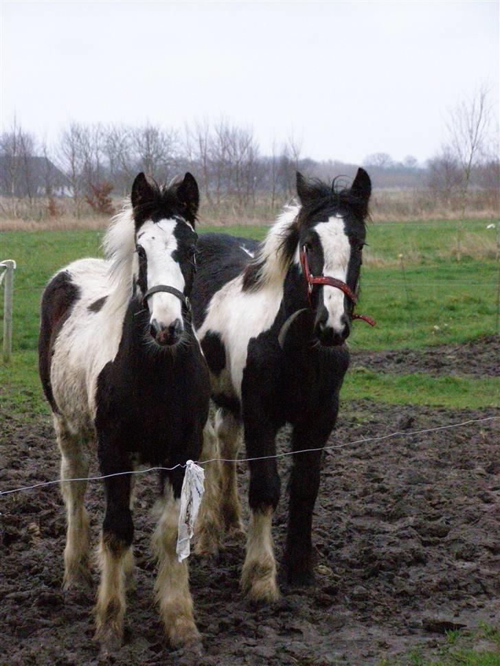 Irish Cob Princess Lynn *solgt* - På fold med RoseALee billede 11