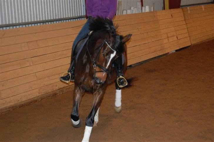 Dansk Varmblod Baunehøjens Habbiness billede 6