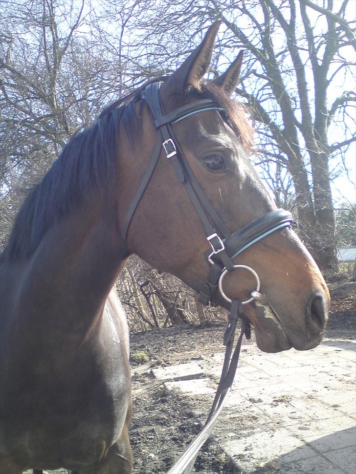 Dansk Varmblod kahlua ( R.I.P ) billede 1