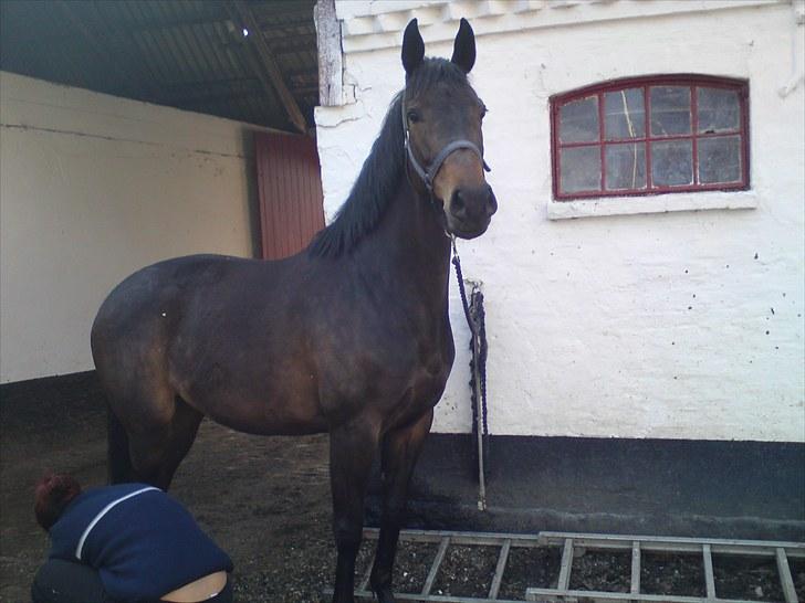 Dansk Varmblod kahlua ( R.I.P ) billede 7