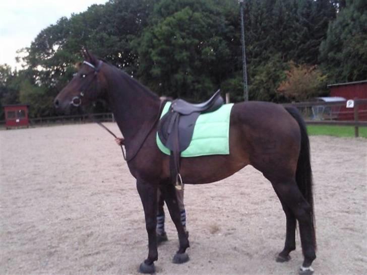 Dansk Varmblod kahlua ( R.I.P ) billede 8