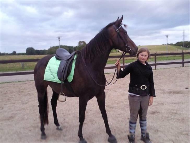 Dansk Varmblod kahlua ( R.I.P ) billede 9