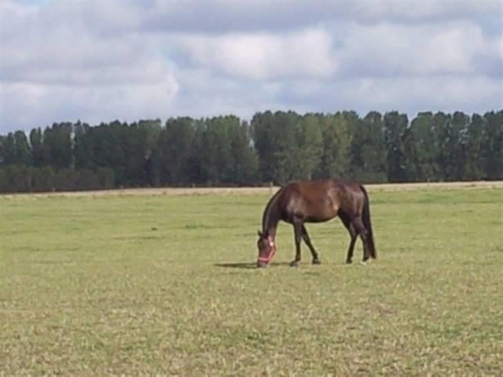 Dansk Varmblod kahlua ( R.I.P ) billede 10