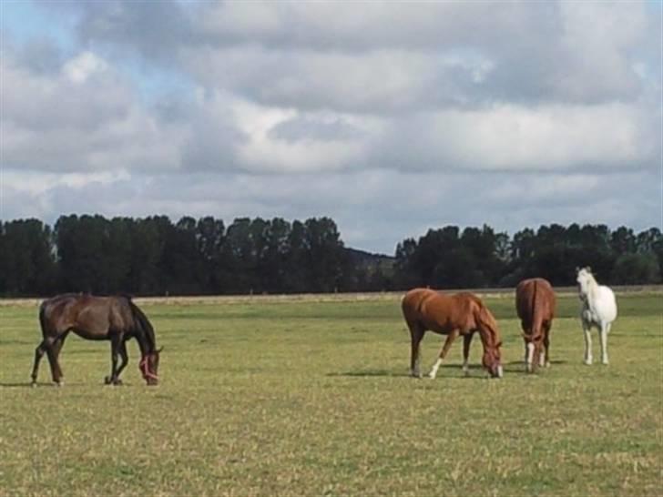 Dansk Varmblod kahlua ( R.I.P ) billede 11