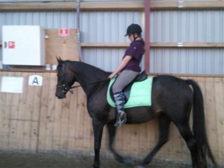 Dansk Varmblod kahlua ( R.I.P ) billede 12